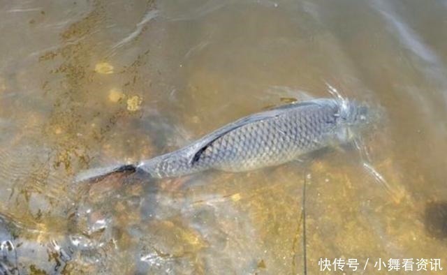 水塘|为什么刚挖的水塘什么都没有，过几天就会有鱼可算是知道了