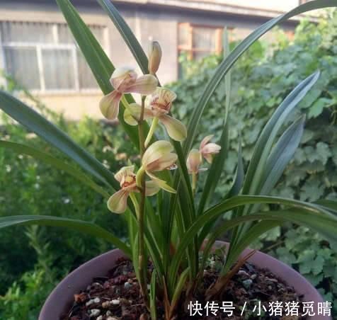兰根|养兰花这点最关键,发芽多又壮,开花多又香,年年开花不断