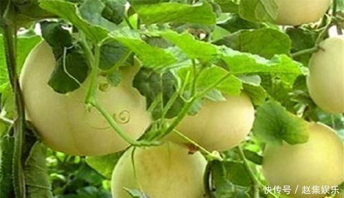 氨基酸|女性爱美坚持吃三种食物，活血养血，美容养颜，使皮肤红润有光泽