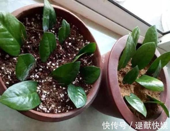 喜欢养殖花草植物，怕管理难新手扦插此3种分分钟收获多盆
