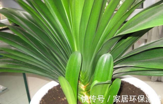 秋天|秋天别忘给君子兰换一次盆,根系壮实,叶子更多,花大色艳