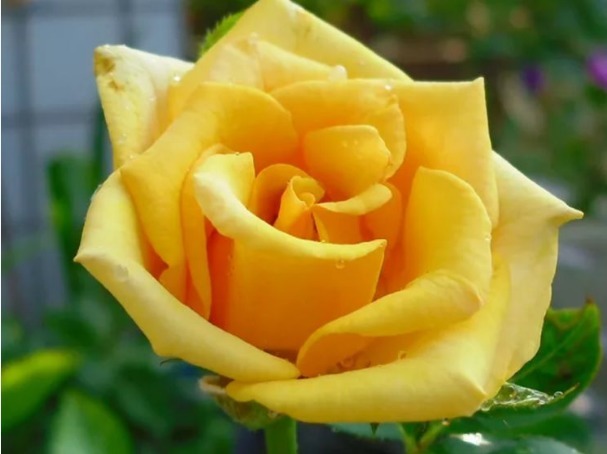 除了菊花,不如养盆“玫瑰上品”贵族礼光,雍容高贵,美艳绝佳