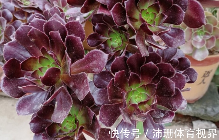 养多肉黑法师,将注意力集中在这3点,盆栽长得格外精神