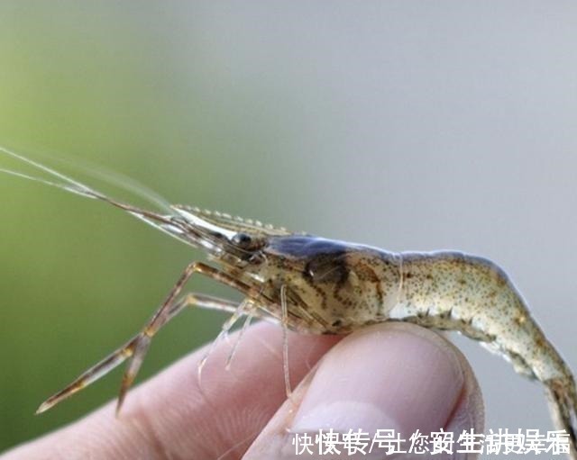 营养|河虾和海虾哪个更有营养吃了30年才知道,告诉家人以后别买错了