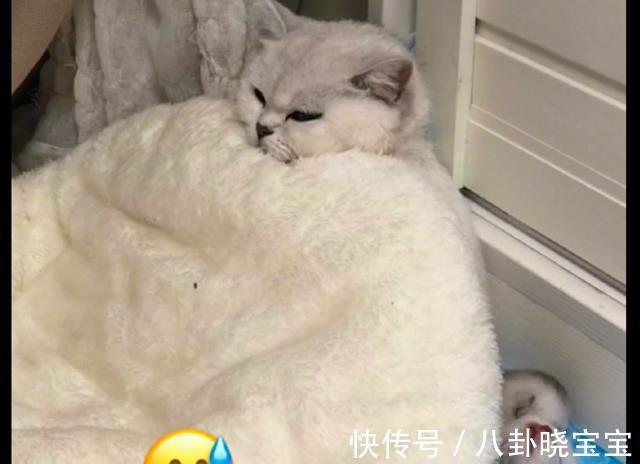 坐月子|天热网友打开了空调,刚生产的猫生无可恋裹紧了被子:我在坐月子