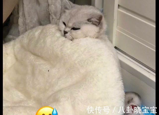 坐月子|天热网友打开了空调，刚生产的猫生无可恋裹紧了被子：我在坐月子