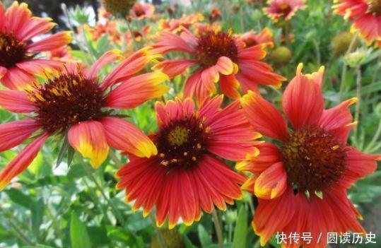 4种花很耐养,沾土就能活,净化空气,寓意超好的