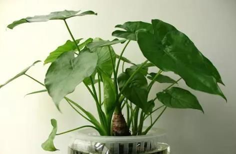 泡过土豆丝的水,别着急倒掉!拿来浇花,一年能省不少钱