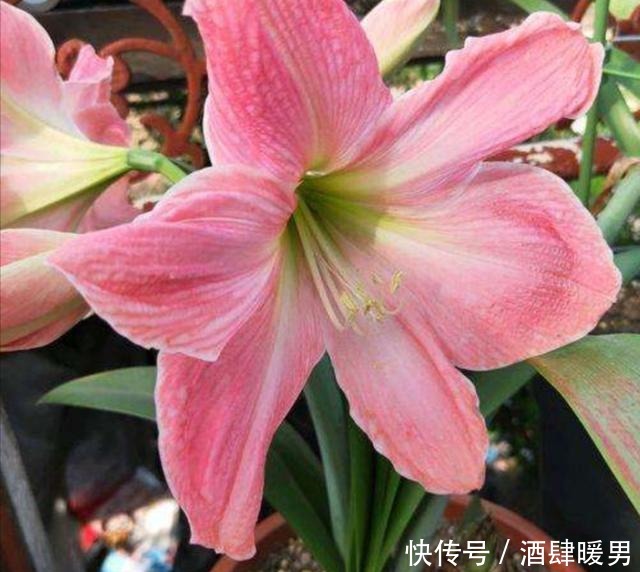 养朱顶红,这几个方面做不好,就会只长叶子不开花!