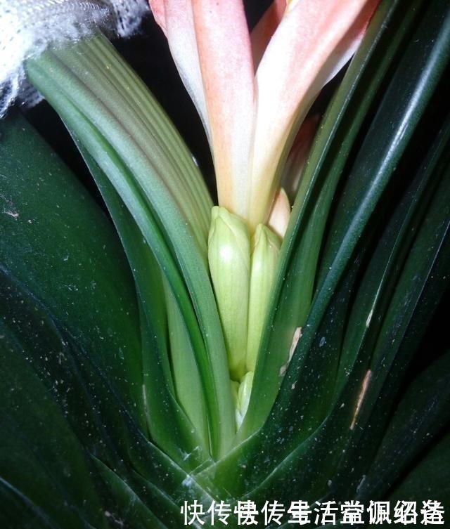 王大爷|退休老人养君子兰,花箭长到60厘米高,只用了1种土和1种水!