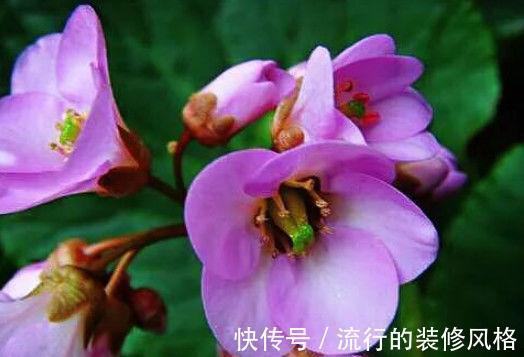 家养|从9月8日开始,家养此款花卉,花开大又艳,花朵迷人