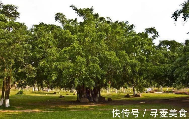 担柴汉|让心静下来的50首禅诗,哪一句触动了你