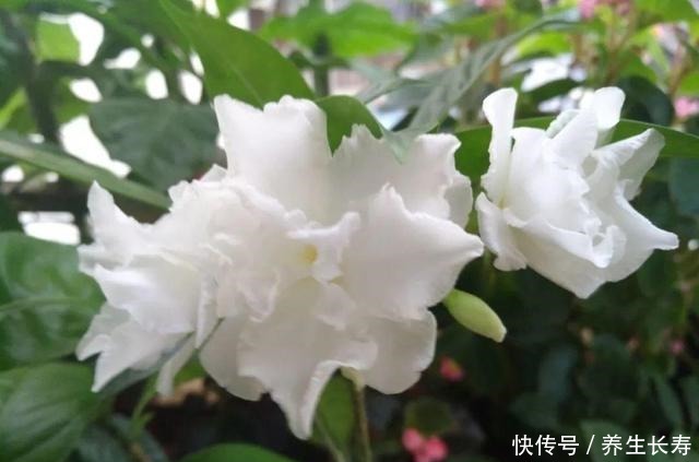 有些花名字太奇葩，叫出口太尴尬，开花却很美！