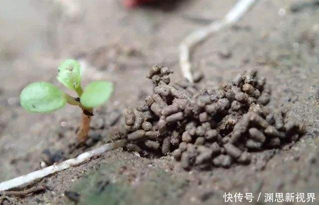 养花|养花不用施肥,将此物扔盆栽里,叶子又绿又亮,花开爆盆