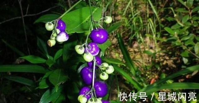 汉文帝|此草有剧毒，看到千万要注意，不要乱采摘，毒性可用来制成老鼠药