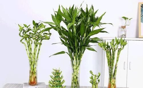 4种漂亮花,寓意好,大户人家都爱养,值得拥有!