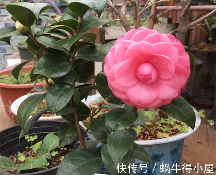 黄叶|茶花秋冬有“4怕”,难怪黄叶又掉“花苞”,避开今年还能开大花