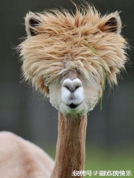 |幽默段子:我和老婆已经结婚十多年了,有一个五岁的闺女