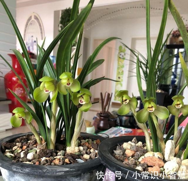 兰花喜阴、不喜光就“1点”误导了多少人,难怪兰花不开花!