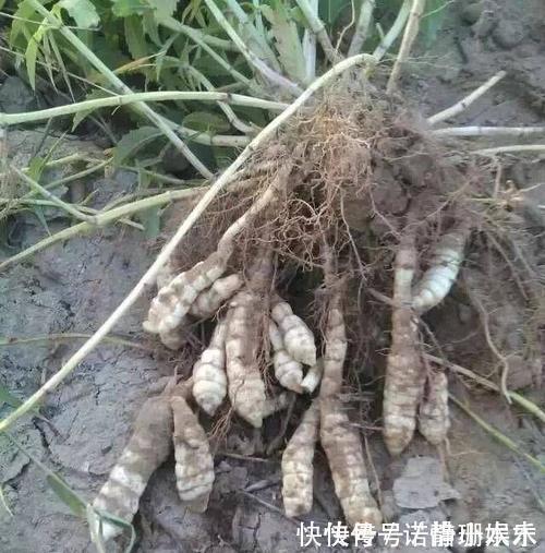 长得像螺丝,地下才能挖到,可直接吃也可当咸菜,一斤卖20元
