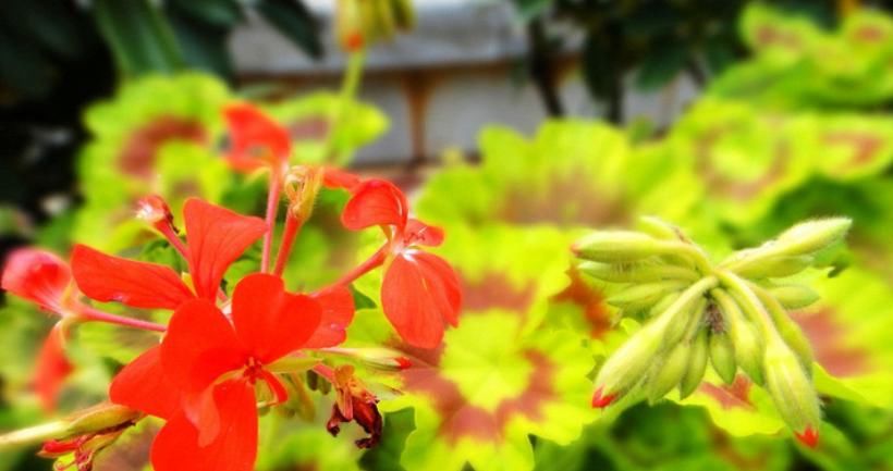 枯萎|天竺葵叶子明显枯萎？知道这些点，轻松养好天竺葵