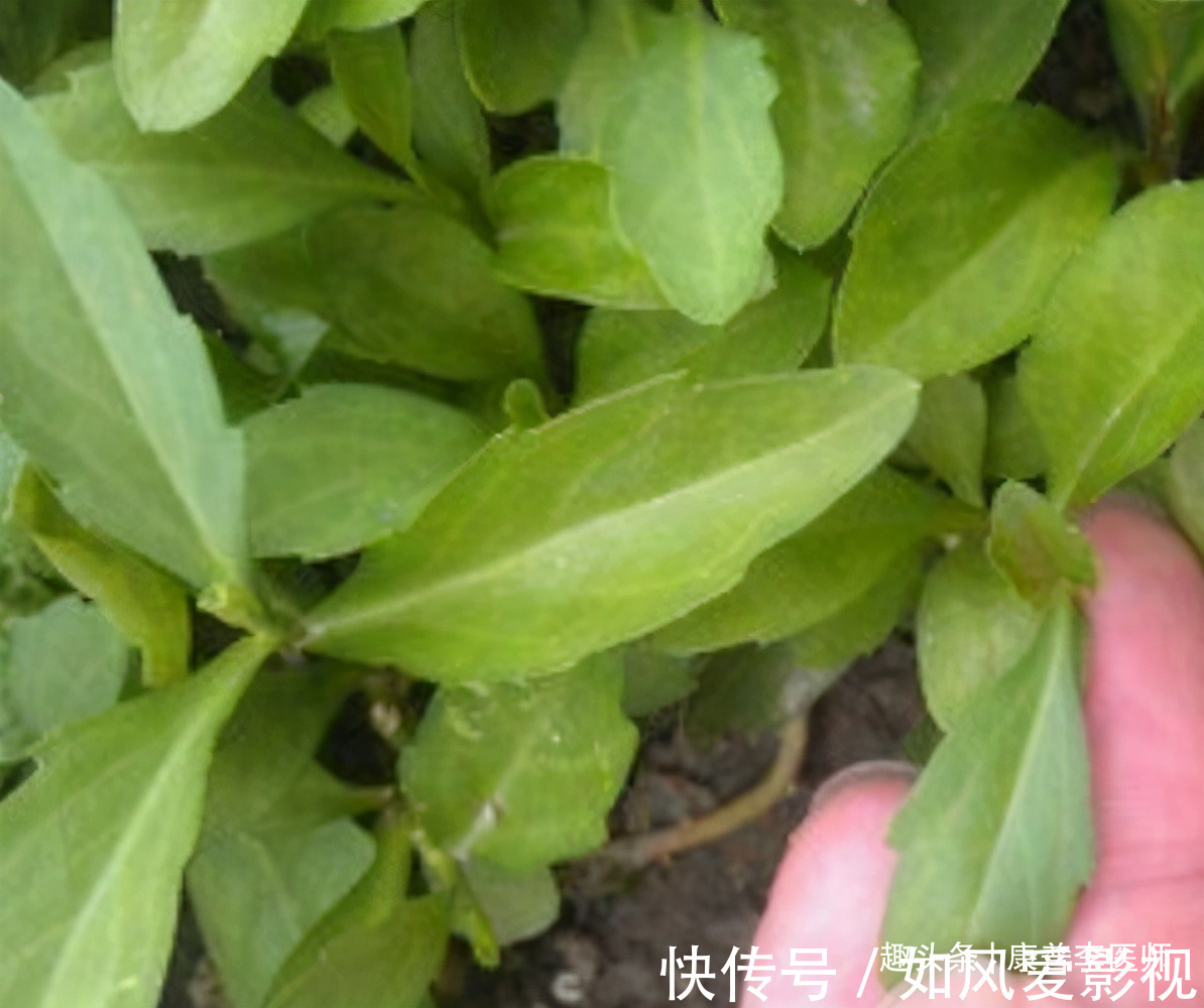 养生|夏天养生很重要,女性吃的食物,健脾胃,调肾脏,肌肤白暂细腻