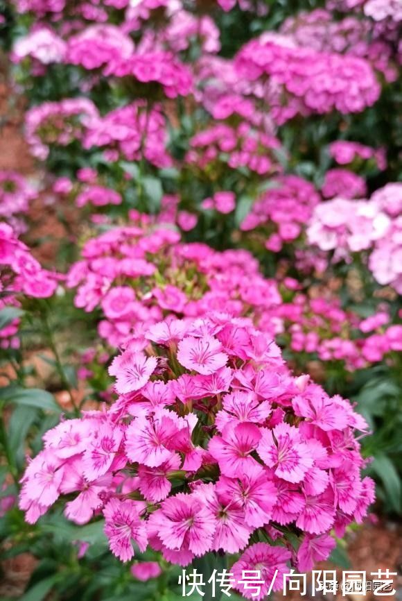 花市买的康乃馨，买的时候花很多，养了一周，花苞为什么蔫了？