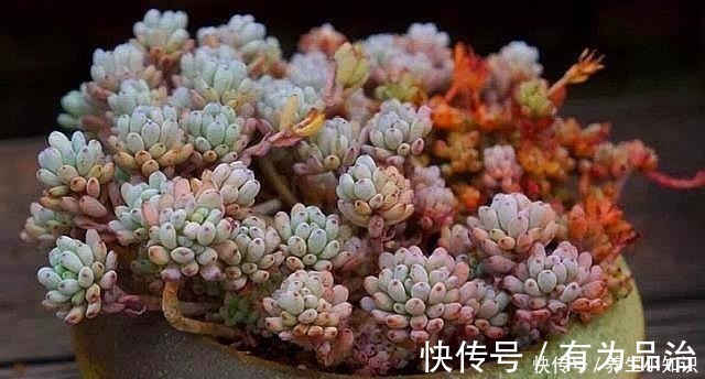 小齐|多肉叶插要“心狠”，不烂叶，出芽快，提高成活率，小苗挤满盆！