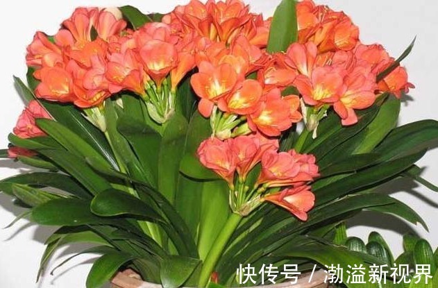 土壤|养君子兰，学会关键1招，叶片油绿，花开不停，一次开花几十朵！