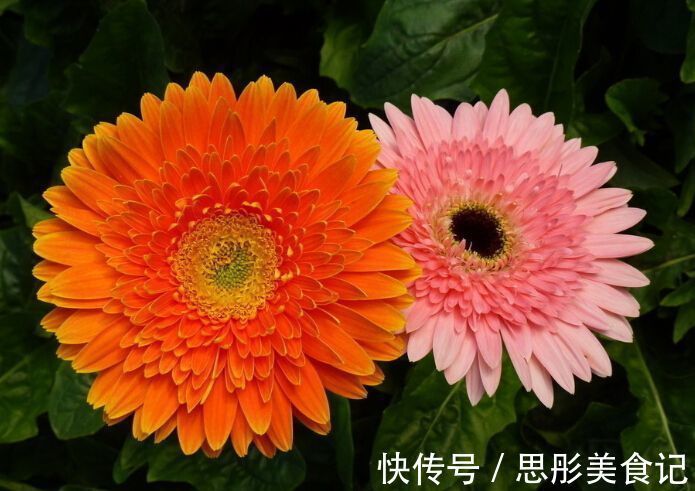 5月9日开始,养花试试这几款,绚丽多姿,疯狂开花
