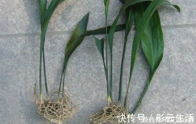 一种独特的“喜荫花”，它非常好养，单独一棵只长一片叶子