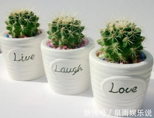 家里万万要养这4种植物,家人身体会越住越健康,聪明人一眼就懂