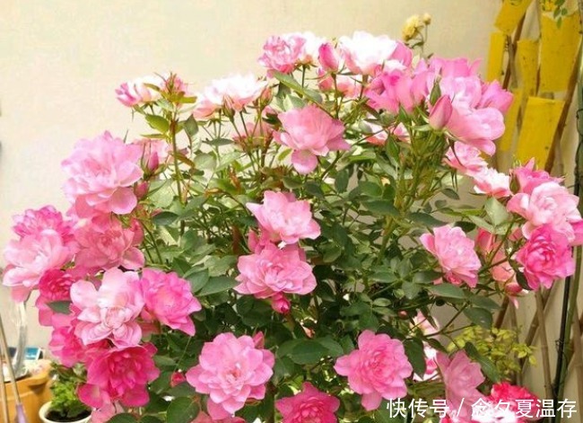 天荷繁星天荷繁星|阳台养这几朵花，花开不断，开花漂亮花期长，谁养谁喜欢