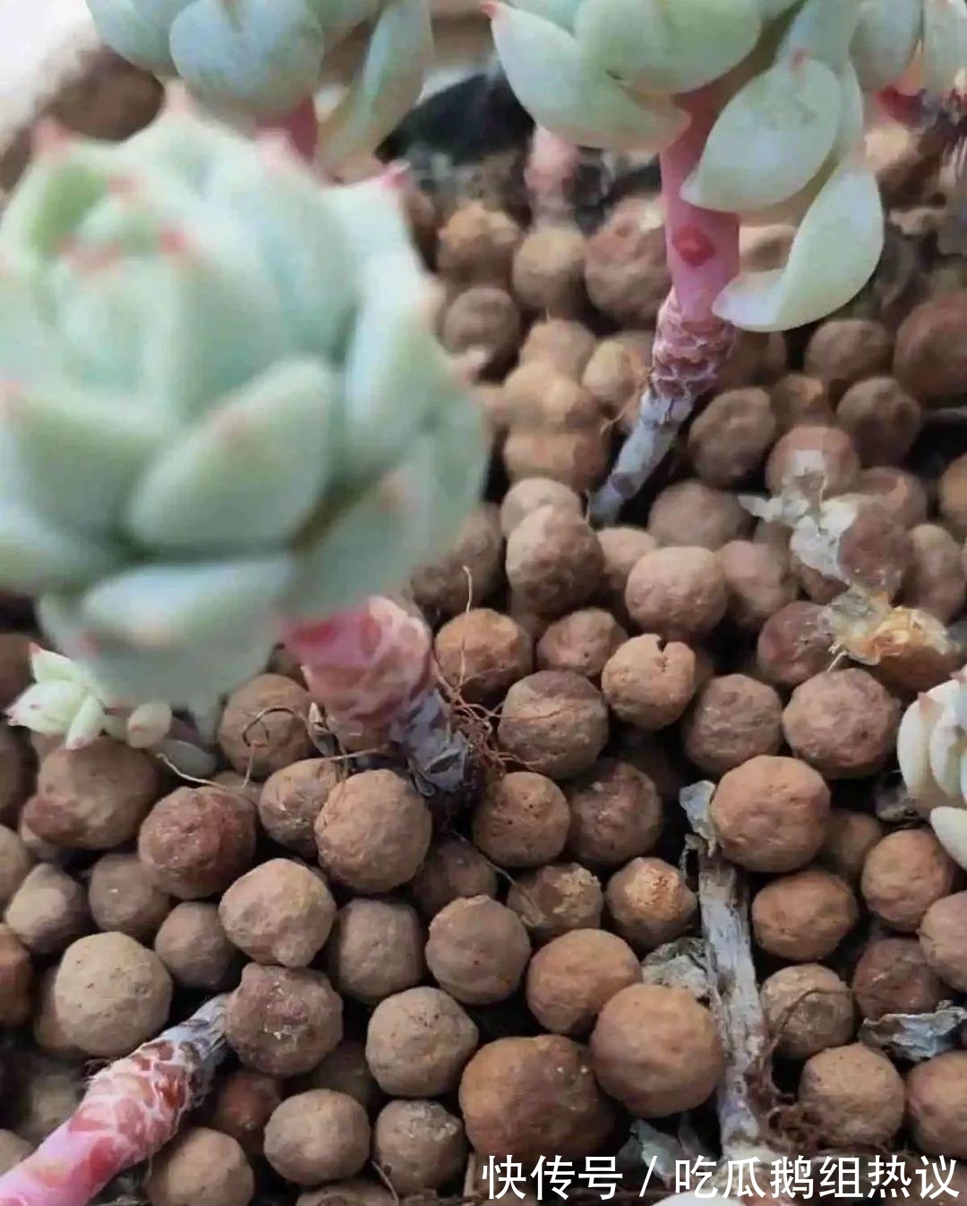 种花|9种花,夏天休眠了,一定少浇水,否则越浇越死