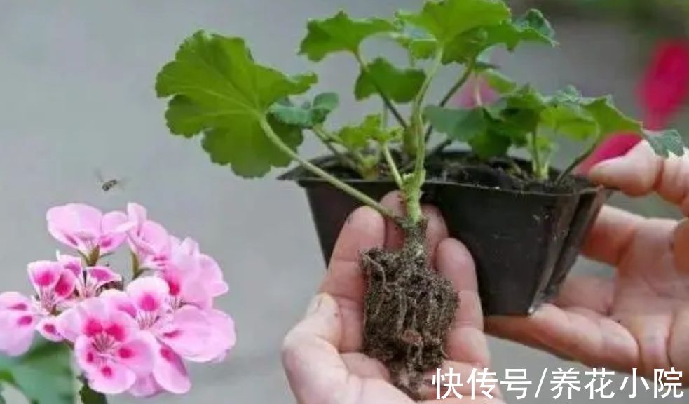 玉树|6种花生根能力强，冬天也能扦插，明年还能开花