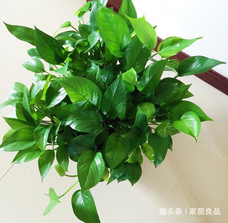 植株|“病菌”超怕的5种花，家里养一盆，老人、小孩“少生病”