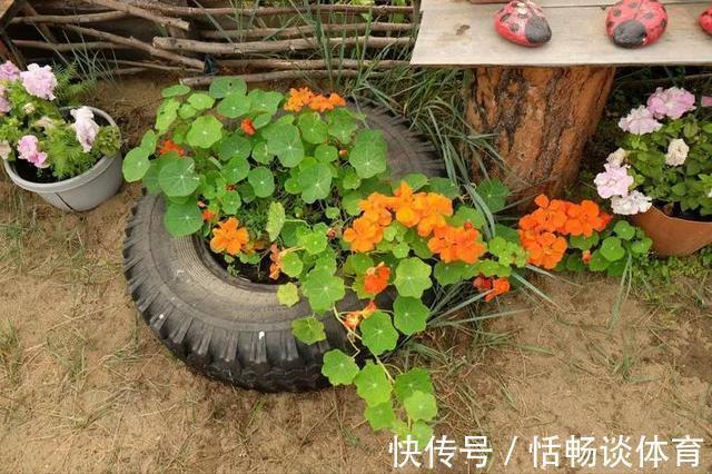 喝完饮料的瓶子不要丢,切一刀,扎三个孔,用来养花省钱又环保