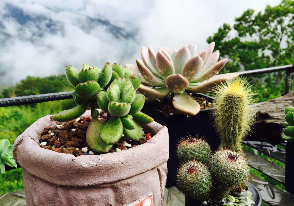 该如何看护多肉熊童子?从这6方面下手准没错