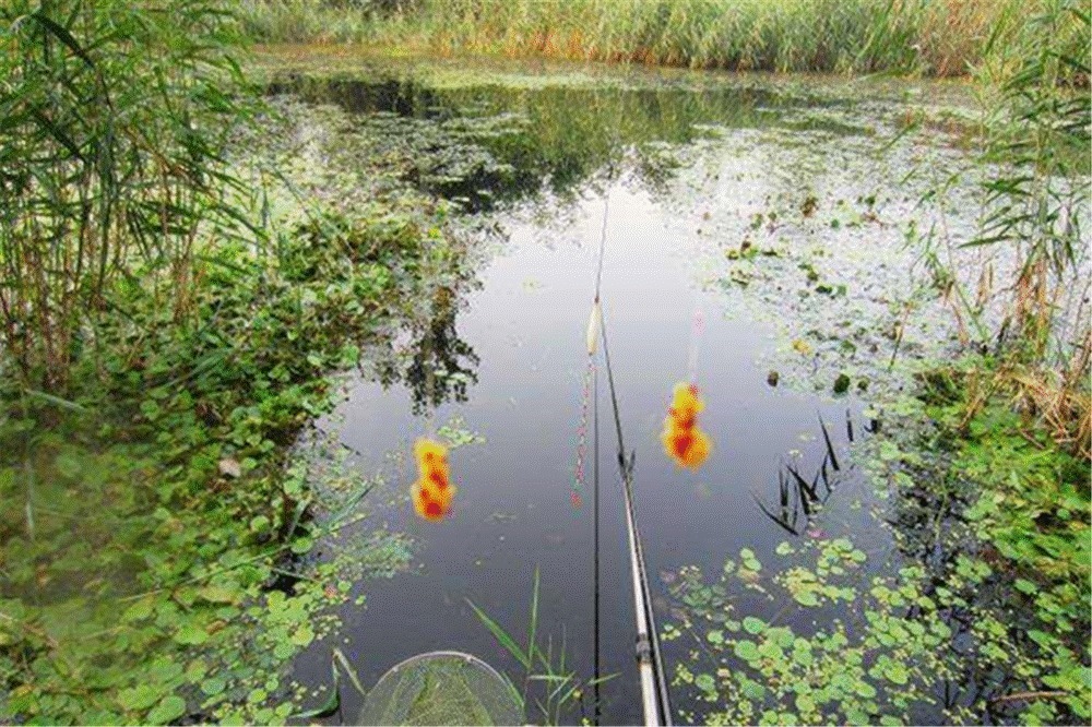 钓法|夏季到小鱼闹,初夏野钓大鲫鱼,试试这些钓法,很适合小中取大!