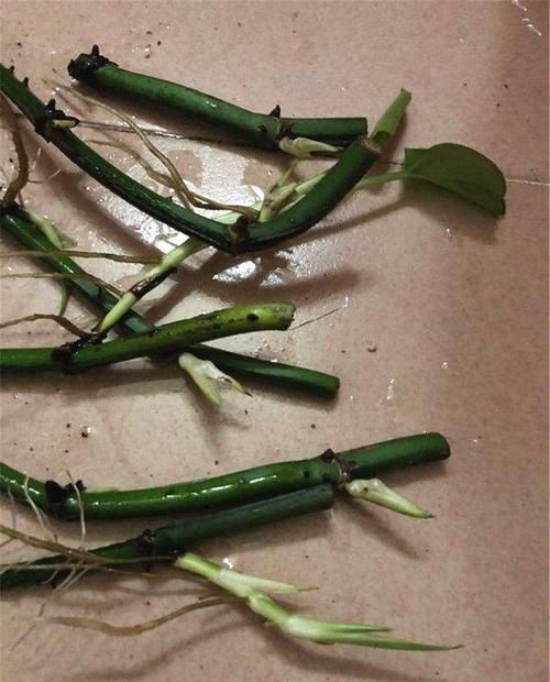天然的生根液,路边捡几根,泡水或扔花土里,养啥都能爆盆