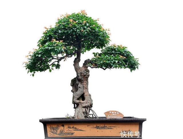 罗汉松|养花高手养护罗汉松有”绝招“,叶子“油绿”不在变黄。