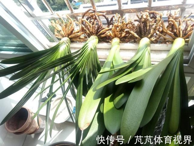 君子兰有“4怕2不喜”,难怪总也养不好,新手看了能规避