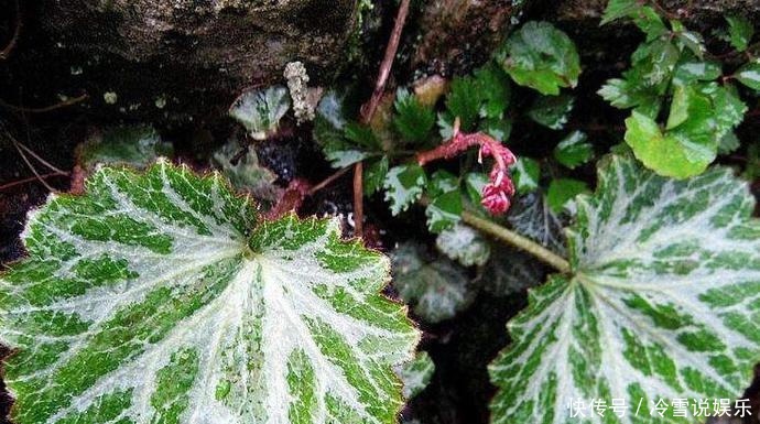 叶子像猫耳朵,名字更霸气,殊不知价值很高,如今到处抢着挖