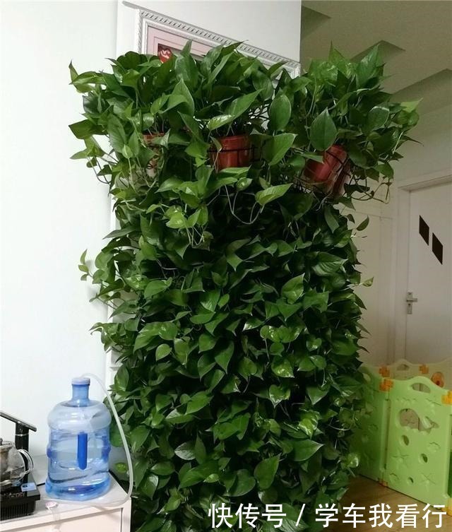 从来不买肥料,每次浇水加点“它”,绿萝长成瀑布状,大家纷纷学!