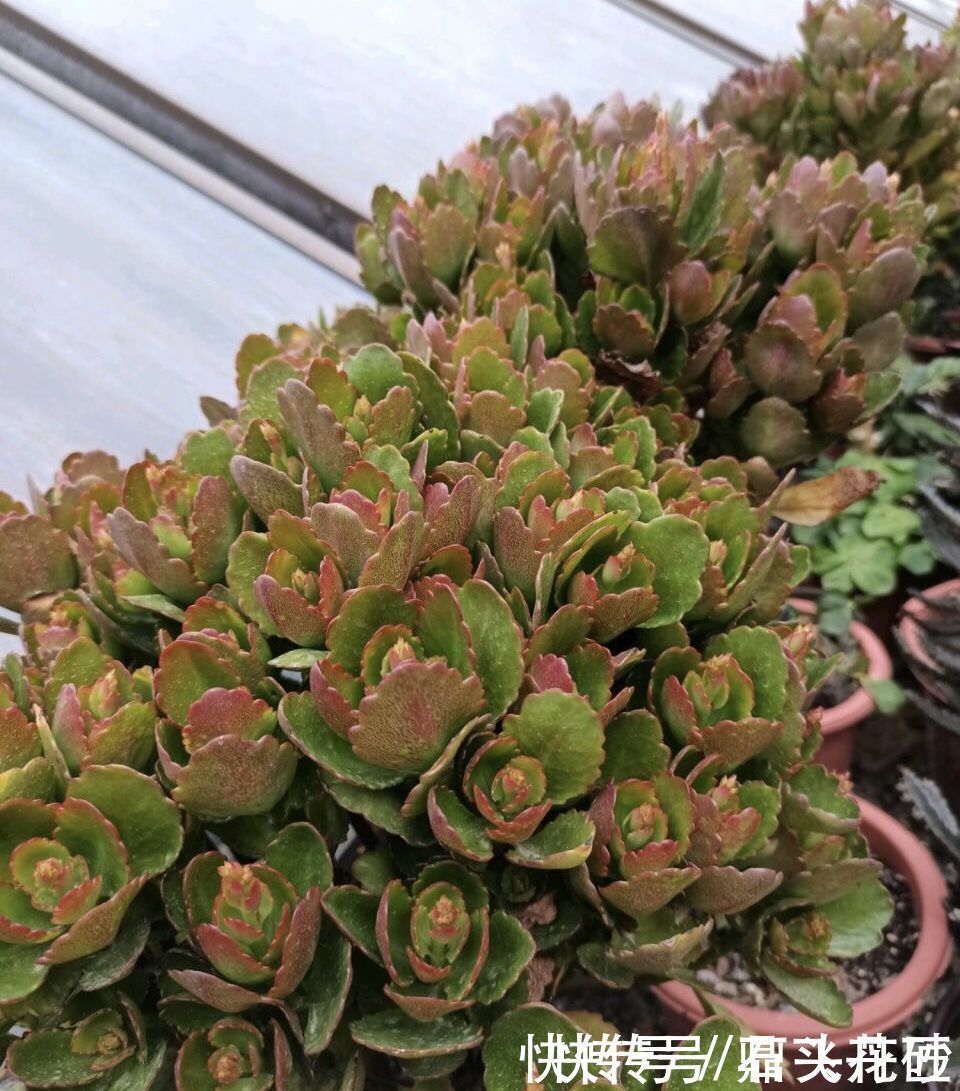 长寿花嫁接在“老桩”上,到了11月满枝“冒花苞”,花量很大