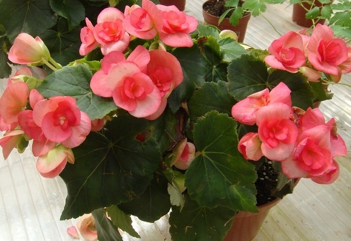 秋海棠开花少教你3个养护妙招，四季开花，花繁叶茂