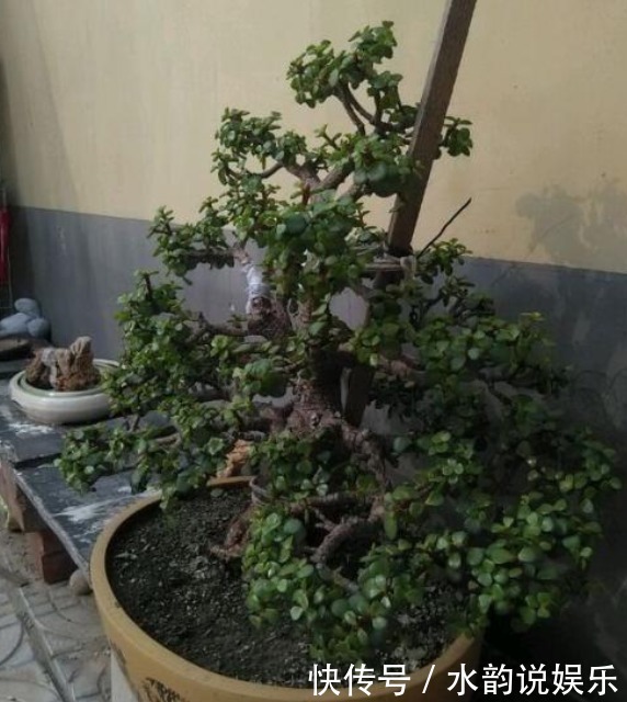 盆栽|金枝玉叶如何养平时给予3个条件,枝干变得木质化,3年成老桩