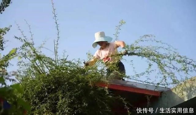 特欠剪的花,越剪越好看,花开不断!特欠剪的花,越剪越好看,花开不断!