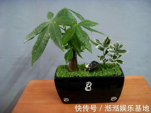 叶子|发财树最怕这几个点,平日养护要注意,不怕黄叶烂根养不活