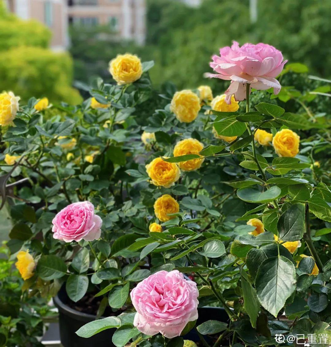 蓝目菊|蓝雪花妥妥的开花机器，花量大、花期长，让人不得不爱